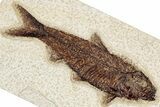 Detailed Fossil Fish (Knightia) - Wyoming #349212-1